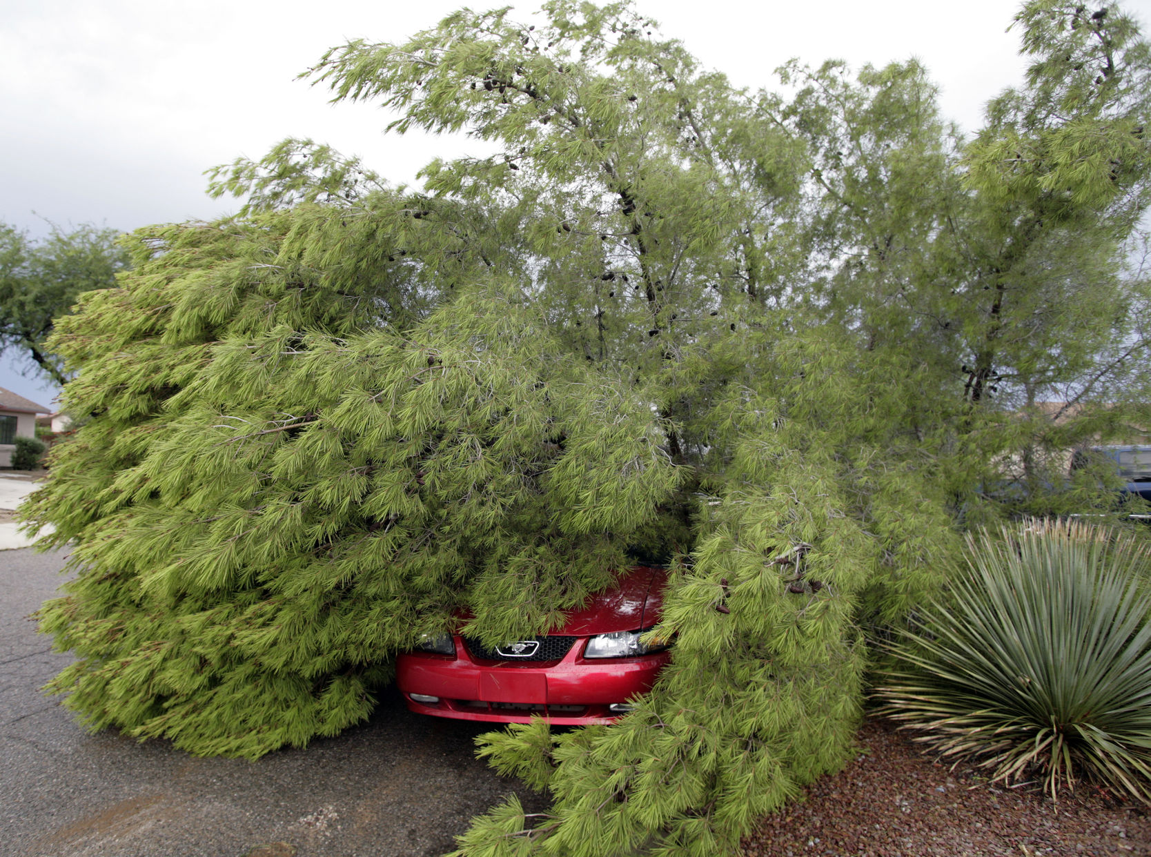 Fallen Tree